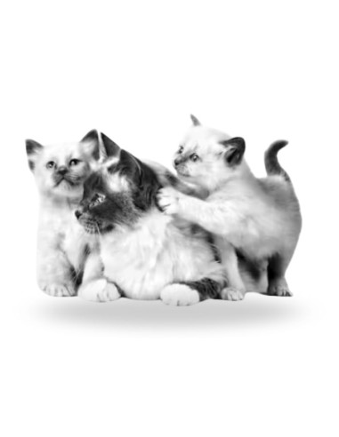 mousse for kittens ROYAL CANIN MOTHER & BABYCAT box of 12 x 195 gr