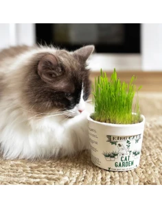 Kit de Cultivo de Hierva Gatera KING CATNIP 12gr
