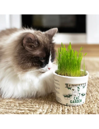 King Catnip Kit de Cultivo de Hierba para Gatos 12g | Hierba Gatera Natural