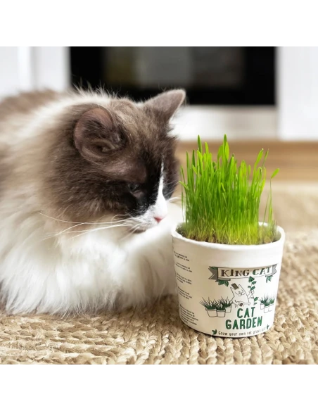 Kit de Cultivo de Hierva Gatera KING CATNIP 12gr