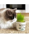 Kit de Cultivo de Hierva Gatera KING CATNIP 12gr