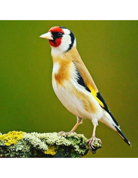 Pasta de Cria Humeda SERINUS Wild Birds Soft Premium Eggfood 1Kg