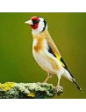 Pasta de Cria Humeda SERINUS Wild Birds Soft Premium Eggfood 1Kg