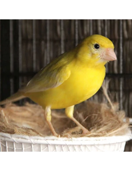 CANARIOS MUDA CANARIES MOULTING