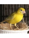 CANARIOS MUDA CANARIES MUE