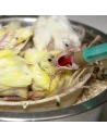 CANARY PORRIDGE