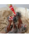 BOUILLIE DE CANARIS