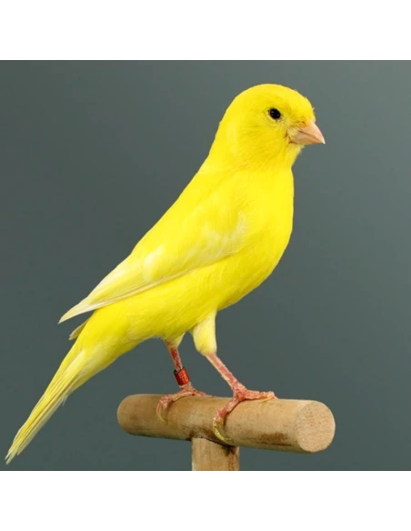 SERINUS muda wild birds 1 Kg