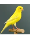Serinus Canarios Mantenimiento
