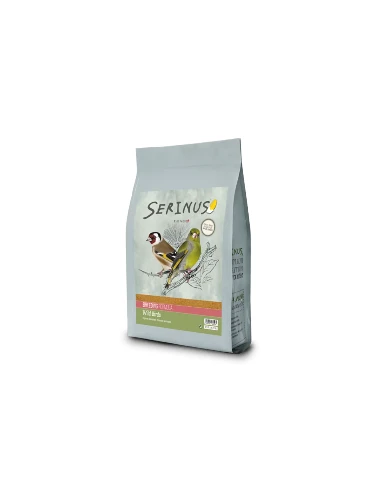 Serinus Wild Birds Breeding