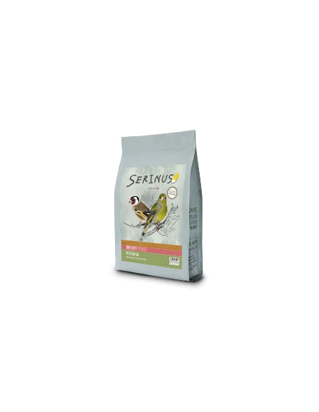 Serinus Wild Birds Breeding