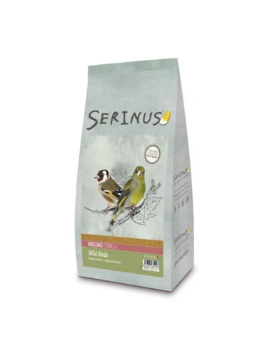 Serinus Wild Birds Breeding