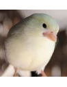 ENTRETIEN BLANC