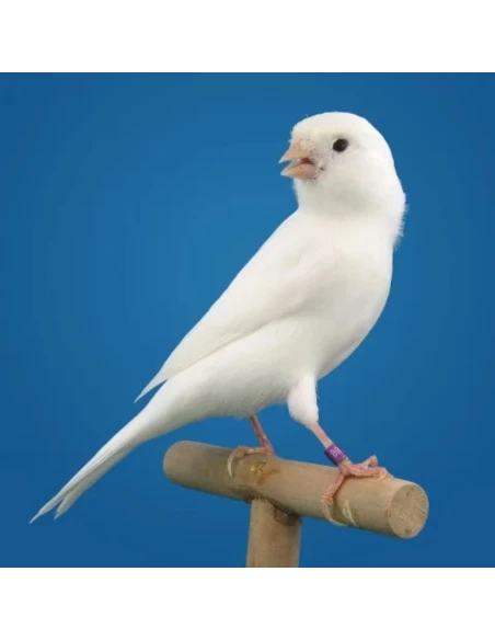 ENTRETIEN BLANC