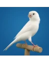 ENTRETIEN BLANC