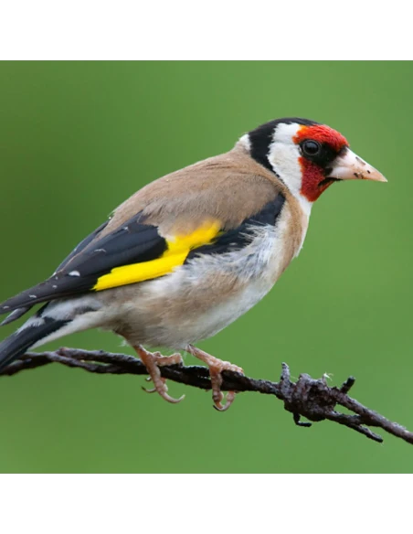 SERINUS mantenimiento wild birds 1 Kg