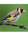 SERINUS mantenimiento wild birds 1 Kg