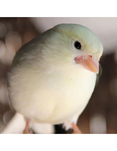 SERINUS Blanca Cría | Alimento para Aves Blancas en Cría