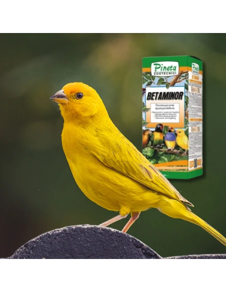 Betaminor Betaina PINETA 250 ml - Ayuda para el higado de los pajaros