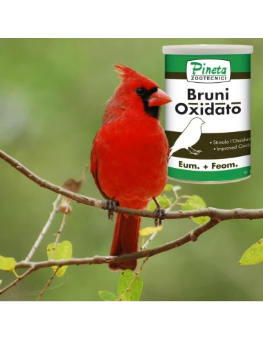Bruni Oxidato PINETA 1 KG - Oxidacion para Brunos