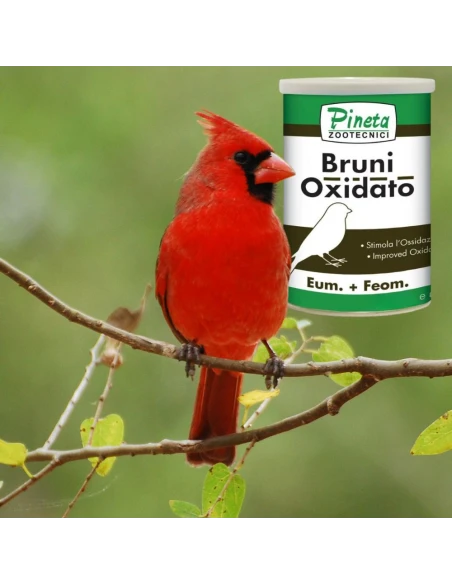 Bruni Oxidato PINETA 1 KG - Oxidacion para Brunos|Complementos para aves