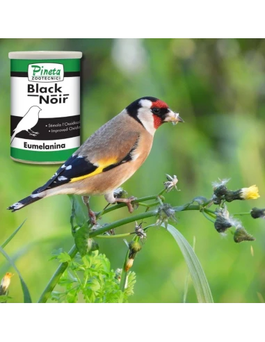 Black Noire PINETA con Eumelamina 250 gr - Potencia las partes oscuras - Para Aves