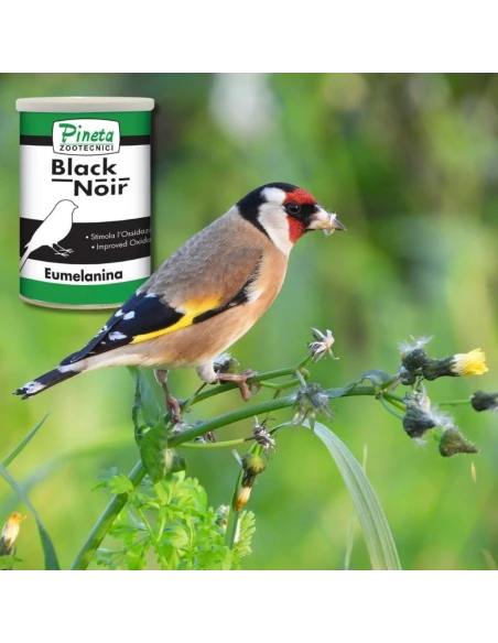 Black Noire PINETA con Eumelamina 1kg - Potencia las partes oscuras - Para Aves