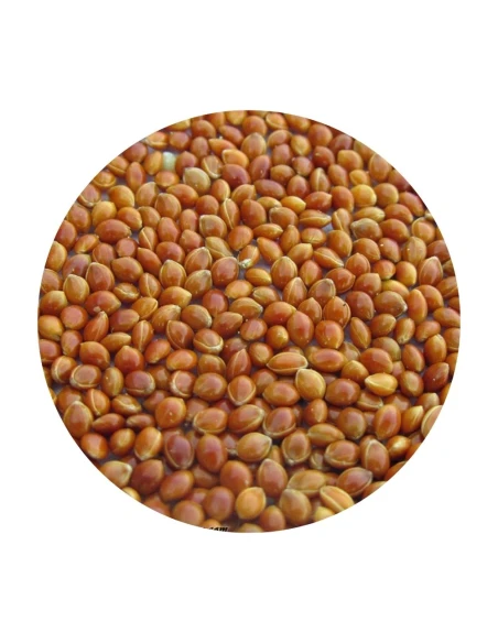 Semilla de Mijo rojo DISFA 1 KG