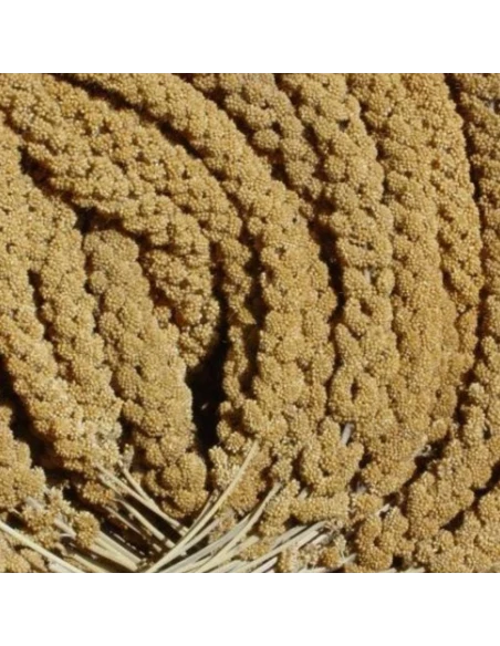 Panizo en Rama JARAD Extra Amarillo 250 grs|Complementos para aves