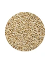 Millet blanc Jarad