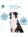 Menforsan dog shampoo to eliminate odors