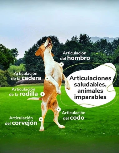 Omnicondro 10 Hifarmax 60 Comprimidos – Condroprotector para Perros y Gatos con Problemas Articulares