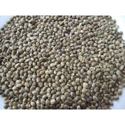 Graines de graines de chanvre français DISFA 3,5 KG