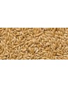 Canary seed Canada