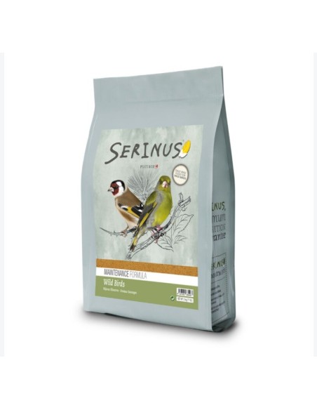 Serinus Wild Birds Breeding