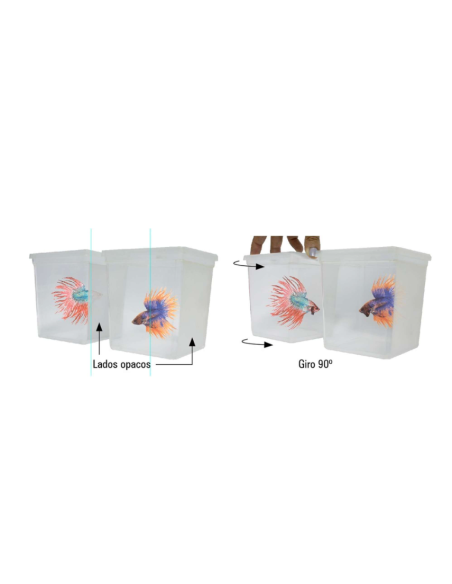 Betaworld Iniciación 0.75 L: Kit para Principiantes con Peces Betta - CPA