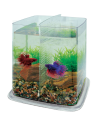 Bettera Betta Battle Paradise 6.4 L base transparente: Entorno Espacioso para Peces Betta - CPA