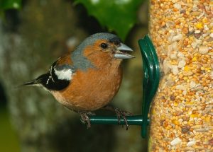 semillas para pájaros