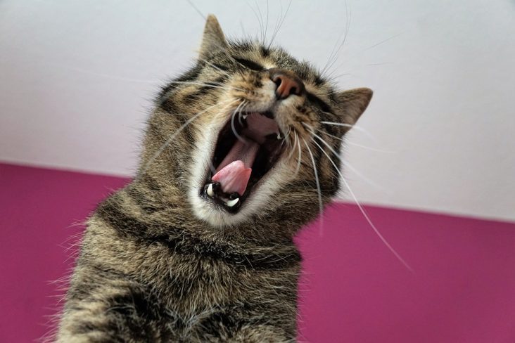 antiparásitos para gatos, cuidado de gatos