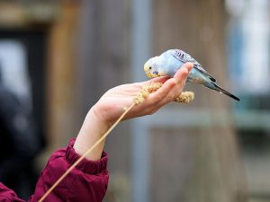 complementos alimenticios para aves