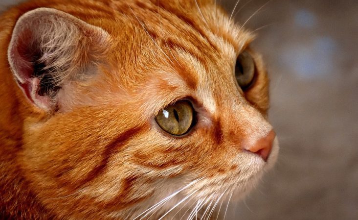 animales