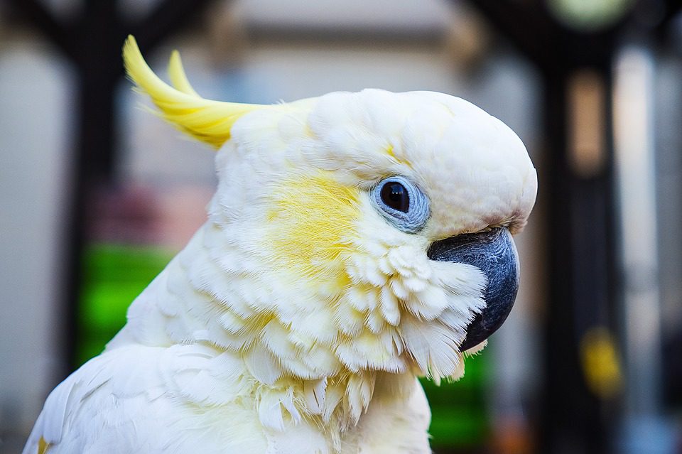 alto cero Intentar Aves: las especies más adecuadas para tenerlas como mascotas