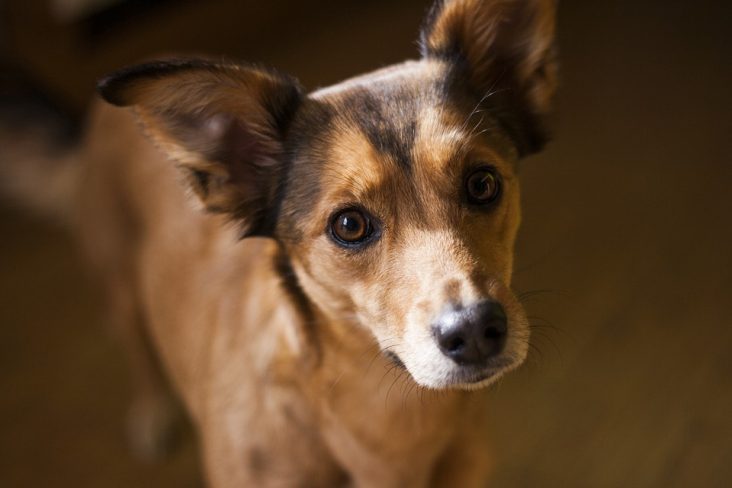 antiparasitarios perro leishmaniosis