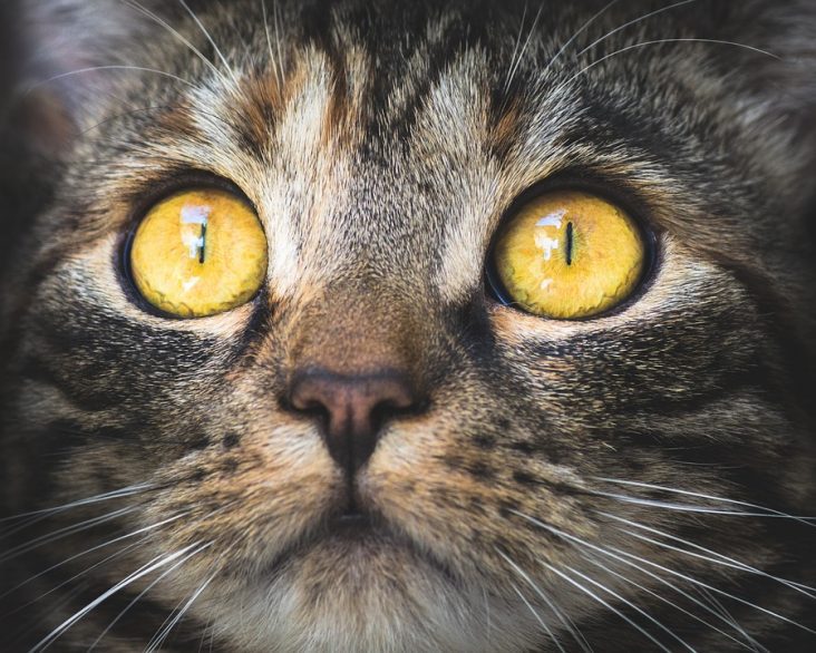 antiparasitaires pour chats