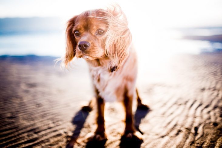 protect your pet from heat