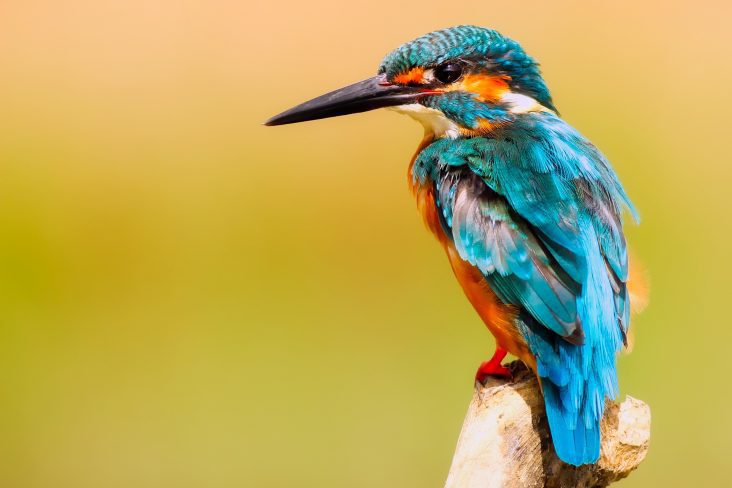 protect the plumage of your birds