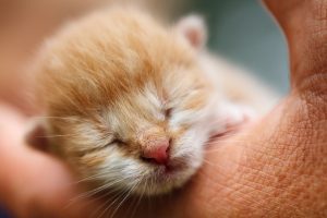 alimentar a un gato recién nacido