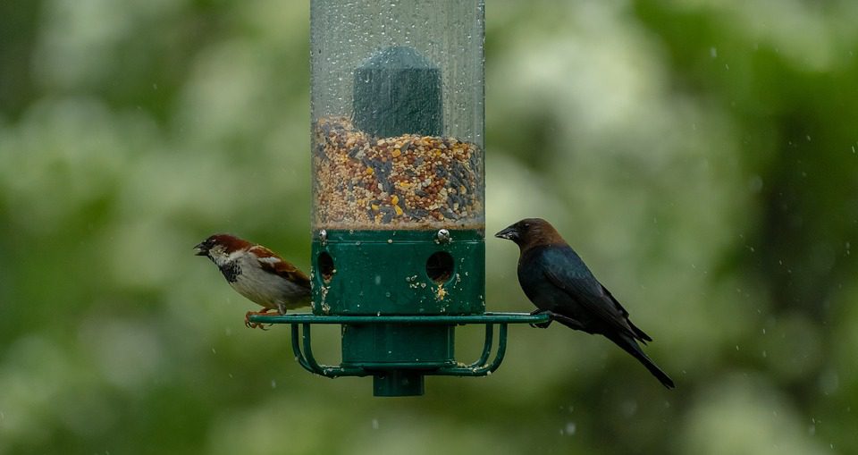 piensos para pajaros