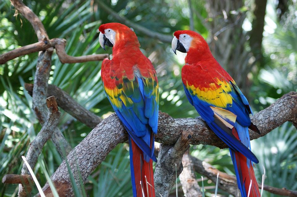 qué tipos de loros hay