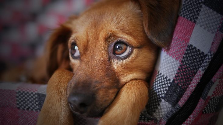 Mi perro tiene miedo a los petardos
